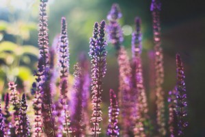 tumblr_obpetwnpXc1qf8em3o1_540